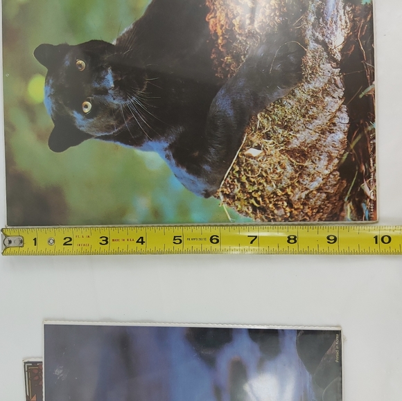 - Bruce lakofka, Tom Bakefield posters wolf panther 8x10 3 prints lot - Picture 6 of 14